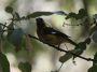 CostaRica06 - 126 * Black-thighed Grosbeak